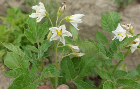 Bl�te von Kartoffelsorte Institut de Beauvaise