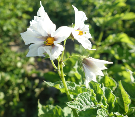 Bl�te von Kartoffelsorte Vitelotte/Tr�ffel (Tr�ffelkartoffel)