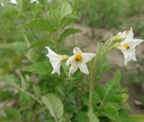 Bl�te von Kartoffelsorte Institut de Beauvaise