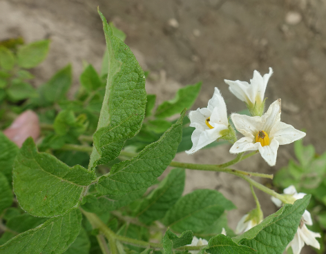 Bl�te von Kartoffelsorte Institut de Beauvaise