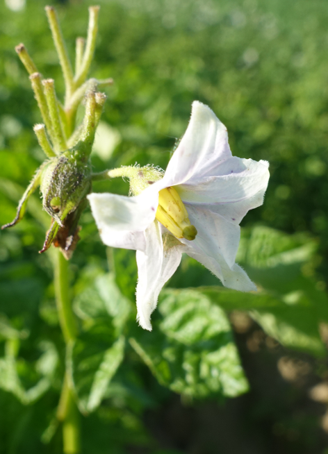 Bl�te von Kartoffelsorte Golden Wonder