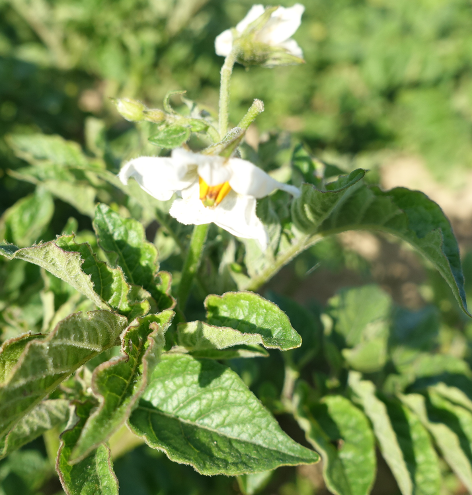 Blte von Kartoffelsorte Bamberger Hrnle