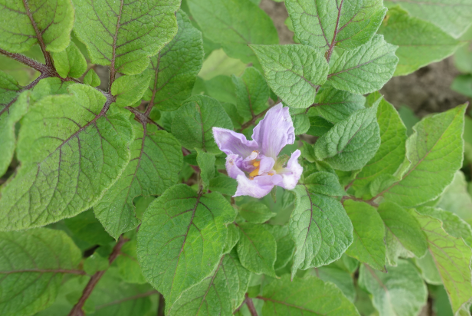 Blte von Kartoffelsorte Cheyenne