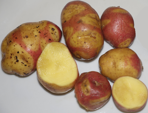 Schweizer Hofsorte San Remo