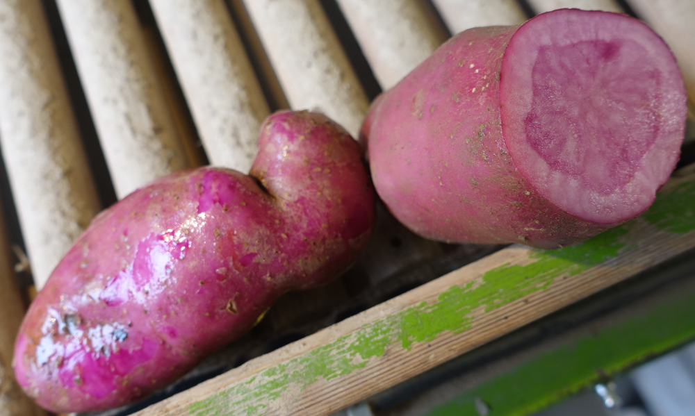 Kartoffelsorte Rote Emmailie