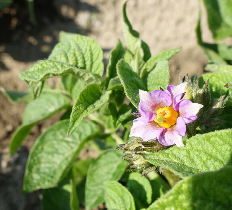 Bl�te von Kartoffelsorte Red Eys