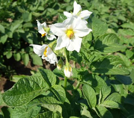 Bl�te von Kartoffelsorte Magda-Lena