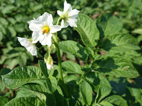 Bl�te von Kartoffelsorte Magda-Lena