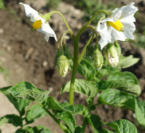 Bl�te von Kartoffelsorte Mehlige M�hlviertler