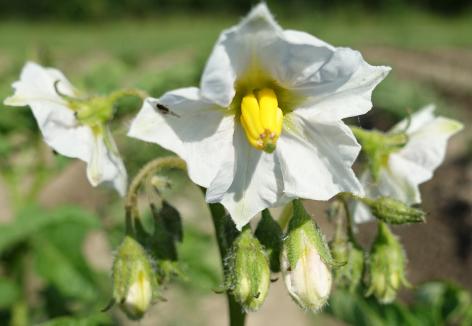 Bl�te von Kartoffelsorte Mehlige M�hlviertler