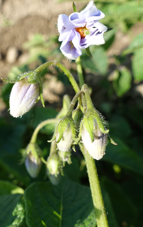 Bl�te von Kartoffelsorte Violet Star