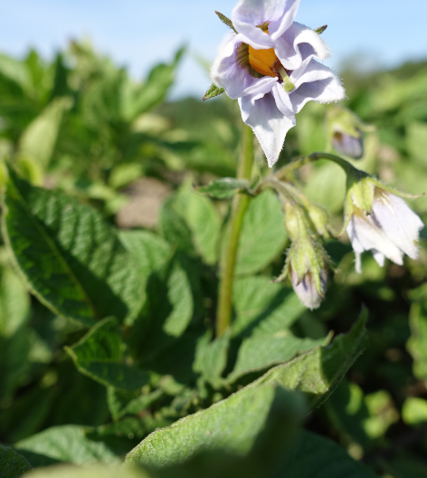 Bl�te von Kartoffelsorte Violet Star