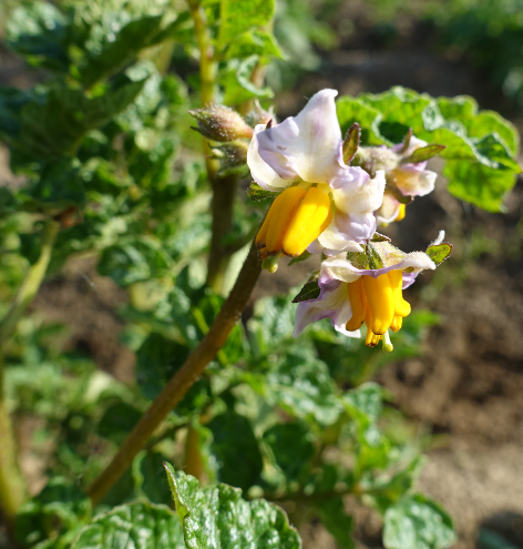 Bl�te von Kartoffelsorte Argentinische Nativa