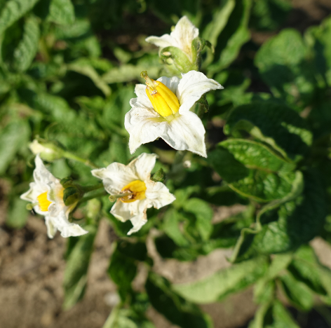 Bl�te von Kartoffelsorte Poulson Inly