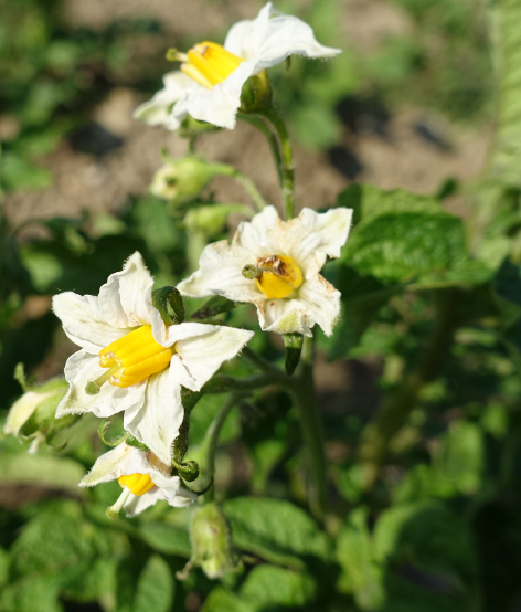 Bl�te von Kartoffelsorte Poulson Inly