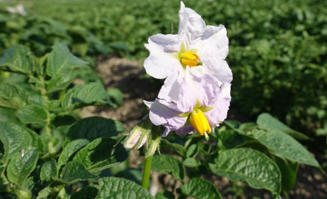 Bl�te von Kartoffelsorte Charlotte