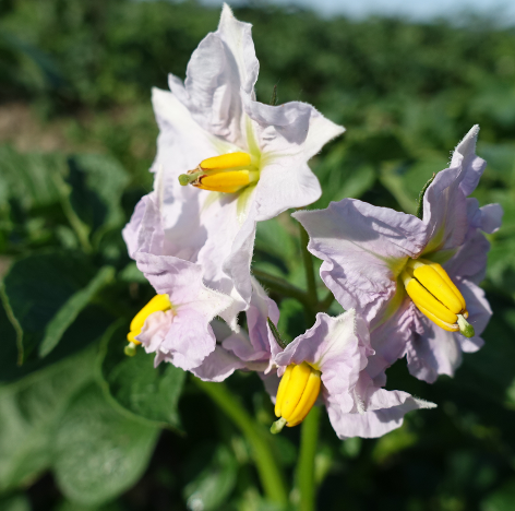 Bl�te von Kartoffelsorte Charlotte