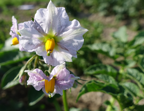 Bl�te von Kartoffelsorte Charlotte