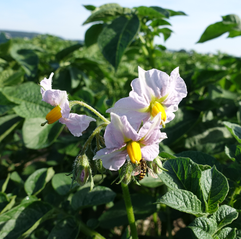 Bl�te von Kartoffelsorte Charlotte