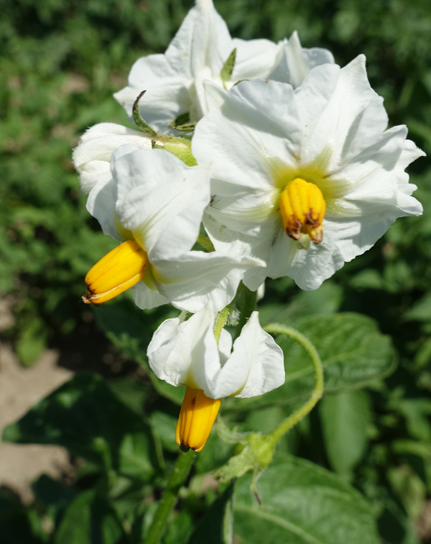 Bl�te von Kartoffelsorte Magda-Lena