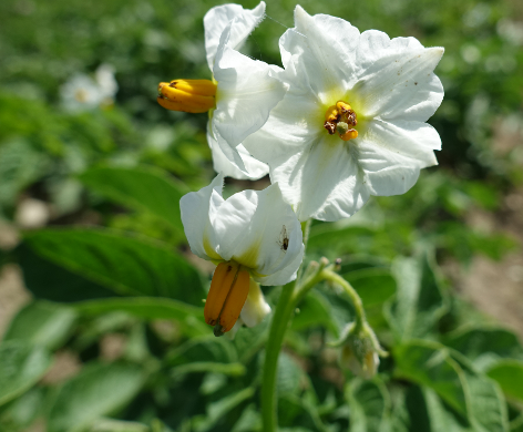 Bl�te von Kartoffelsorte Magda-Lena