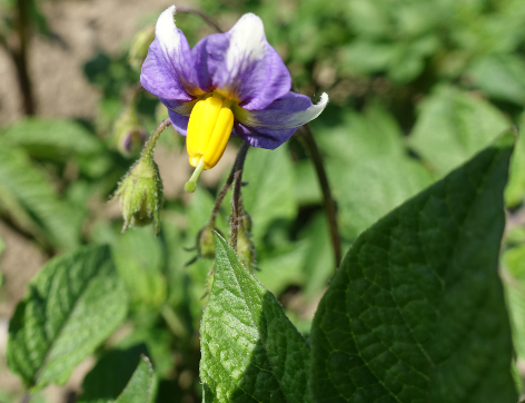 Bl�te von Kartoffelsorte Schwarze Ungarin