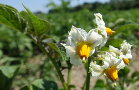 Bl�te von Kartoffelsorte Juna