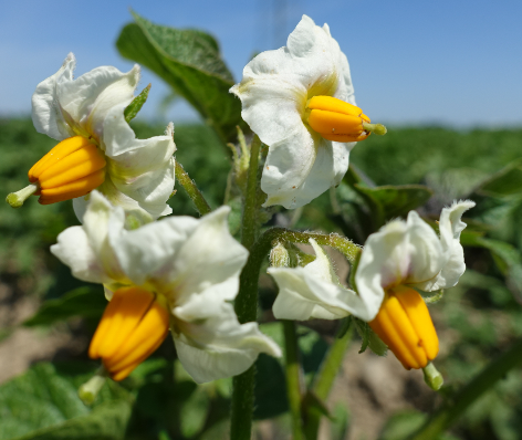 Bl�te von Kartoffelsorte Juna