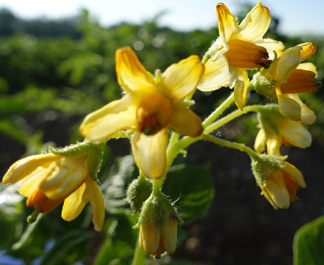 Bl�te von Kartoffelsorte Gelbbl�hender Stamm