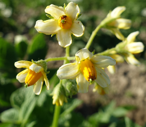 Bl�te von Kartoffelsorte Gelbbl�hender Stamm