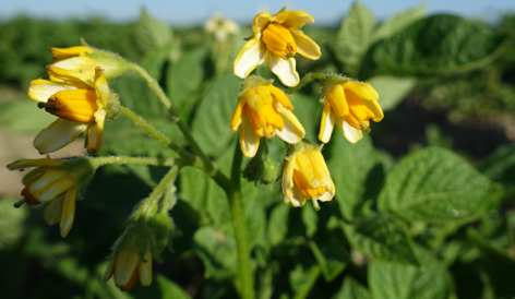 Bl�te von Kartoffelsorte Gelbbl�hender Stamm