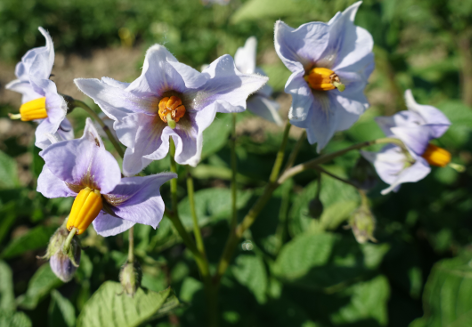 Bl�te von Kartoffelsorte Blauer Schwede