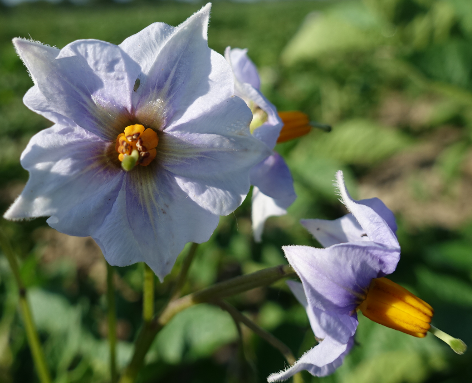 Bl�te von Kartoffelsorte Blauer Schwede