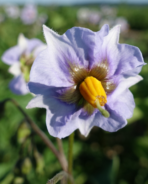 Bl�te von Kartoffelsorte Blauer Schwede