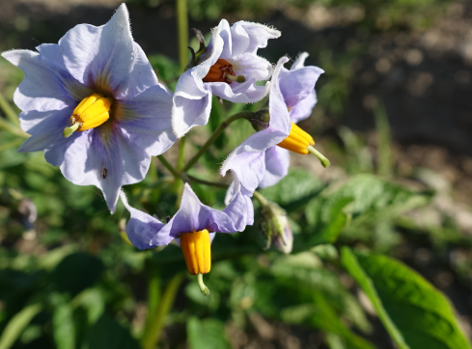 Bl�te von Kartoffelsorte Blauer Schwede