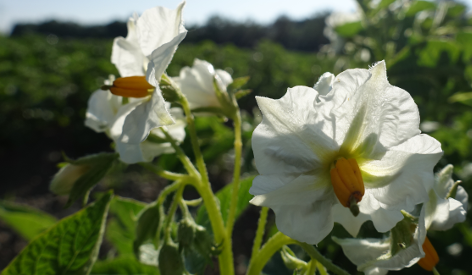 Bl�te von Kartoffelsorte Goldsegen