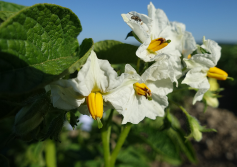 Bl�te von Kartoffelsorte Goldsegen