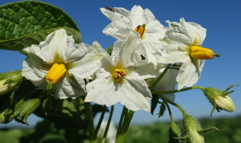 Bl�te von Kartoffelsorte Goldsegen