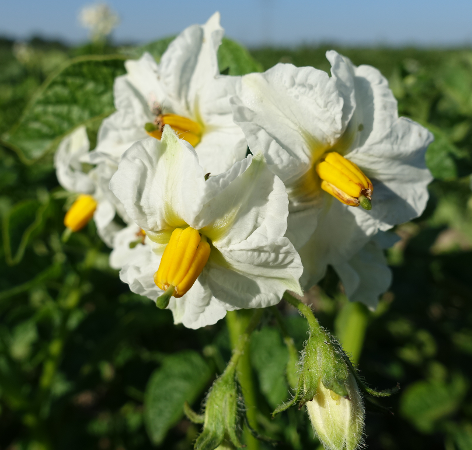 Bl�te von Kartoffelsorte Goldsegen