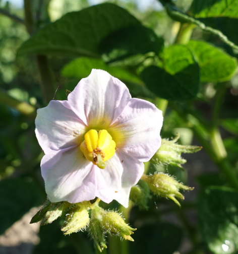 Bl�te von Kartoffelsorte Sechswochenkartoffel