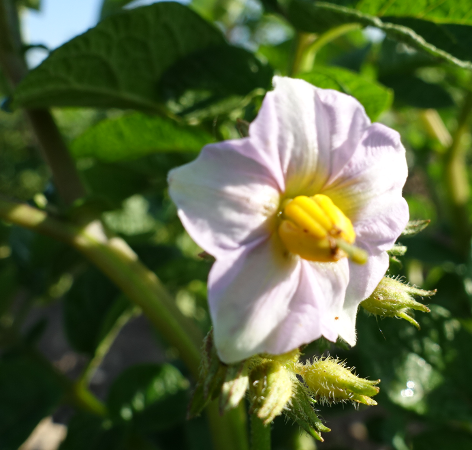 Bl�te von Kartoffelsorte Sechswochenkartoffel