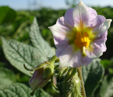 Bl�te von Kartoffelsorte Sechswochenkartoffel