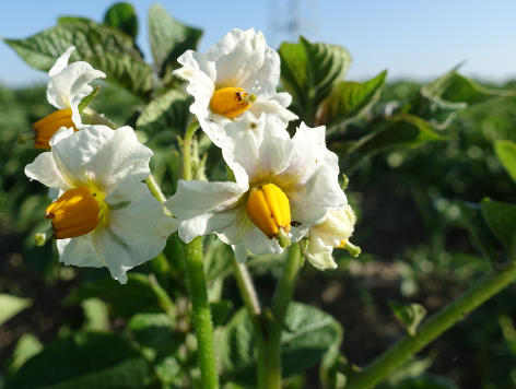 Bl�te von Kartoffelsorte Juna