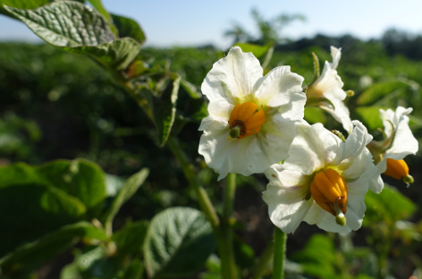 Bl�te von Kartoffelsorte Juna