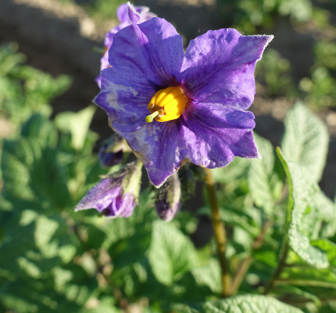 Bl�te von Kartoffelsorte Caribe I