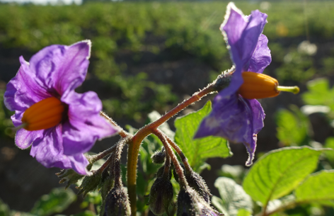 Bl�te von Kartoffelsorte Caribe I