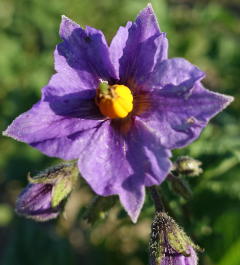 Bl�te von Kartoffelsorte Caribe I