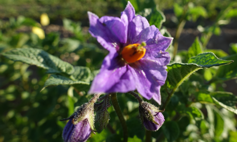 Bl�te von Kartoffelsorte Caribe I