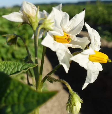 Bl�te von Kartoffelsorte Cara