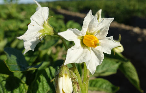 Bl�te von Kartoffelsorte Cara